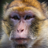 バーベキューをやる際の、動物から受ける被害による注意点